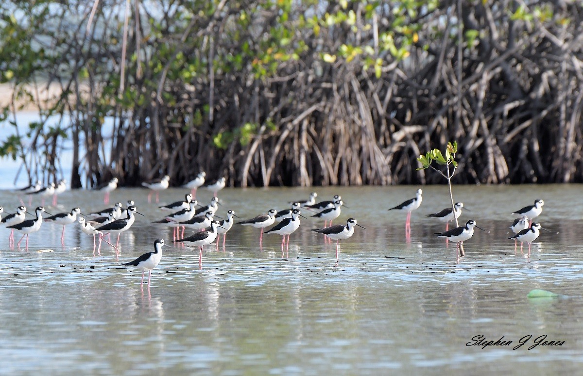 Black-necked Stilt - ML140243971