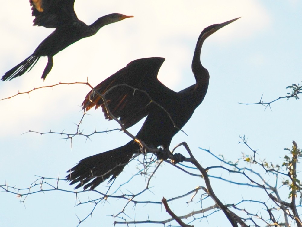 African Darter - ML140244061