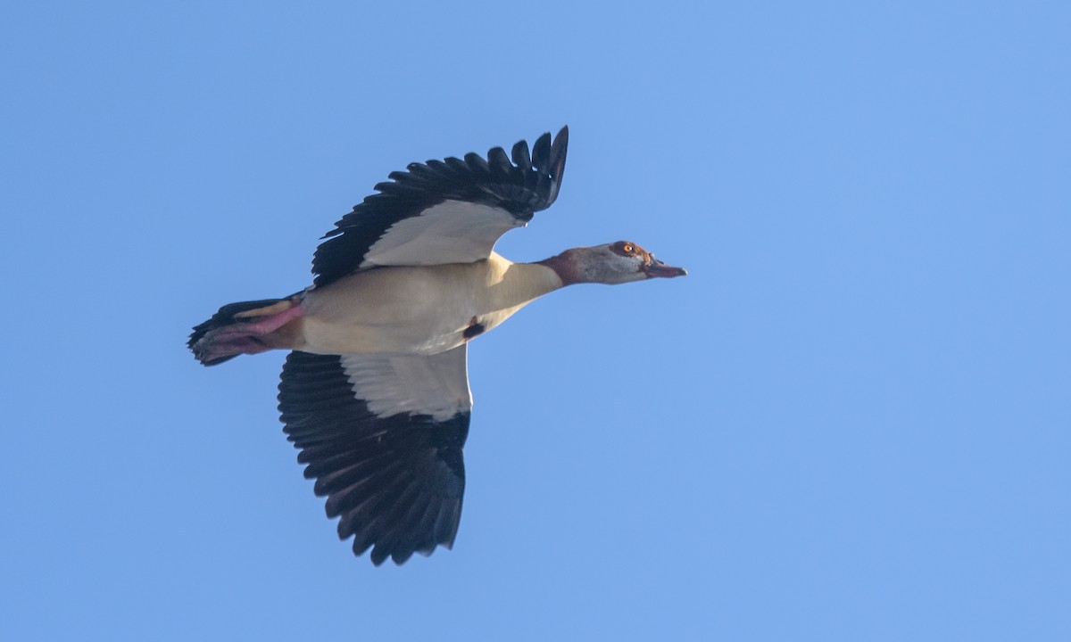 Egyptian Goose - Becky Matsubara