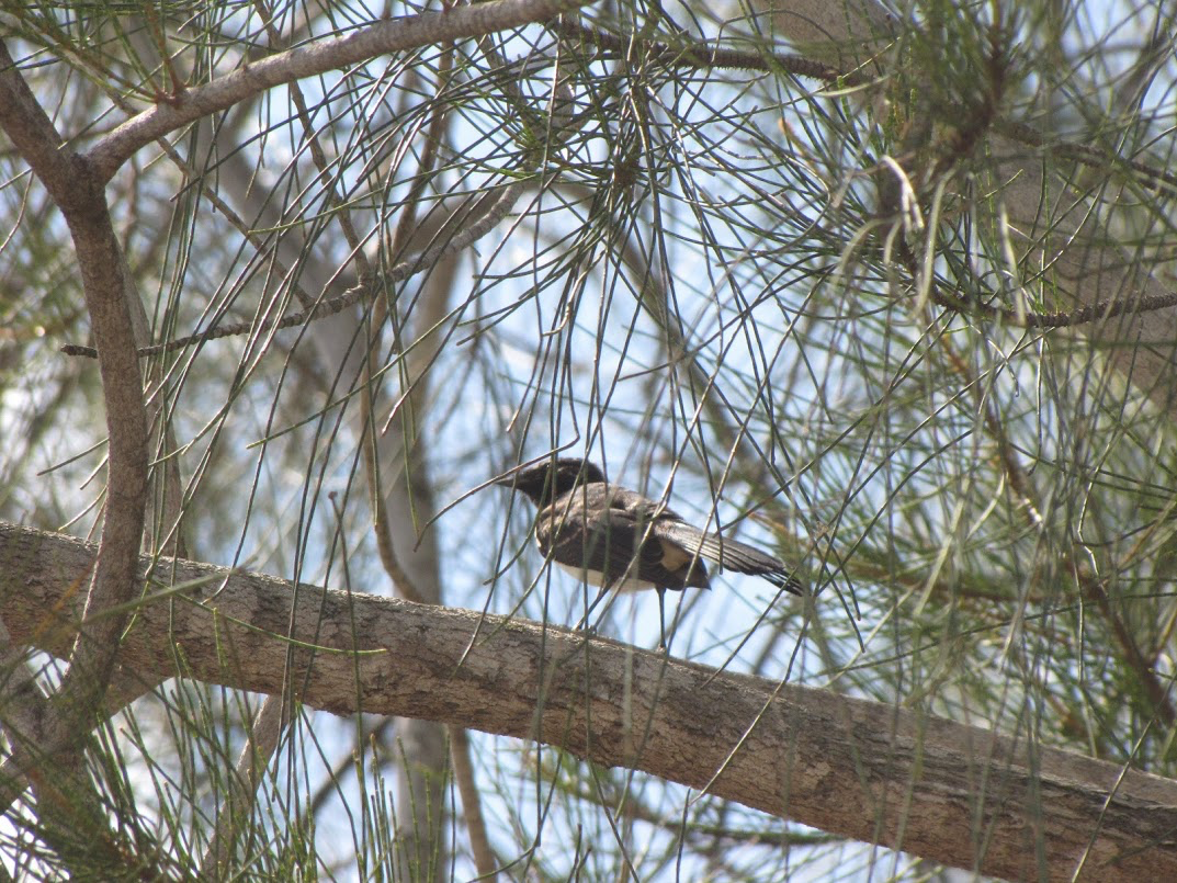 Willie-wagtail - ML140244511