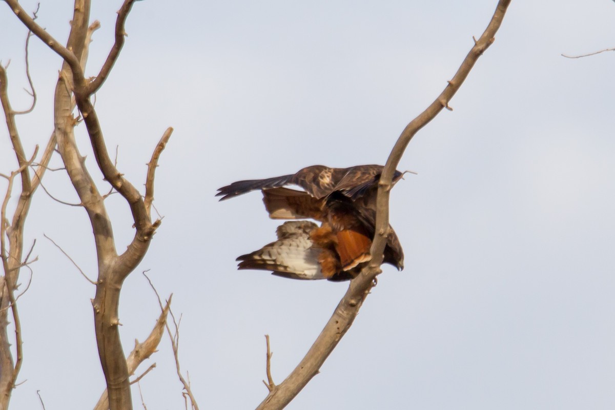 Red-tailed Hawk - ML140245141