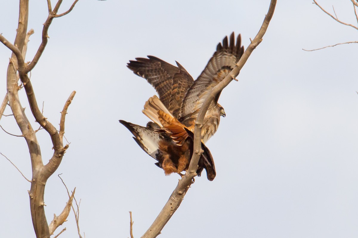 Red-tailed Hawk - ML140245151