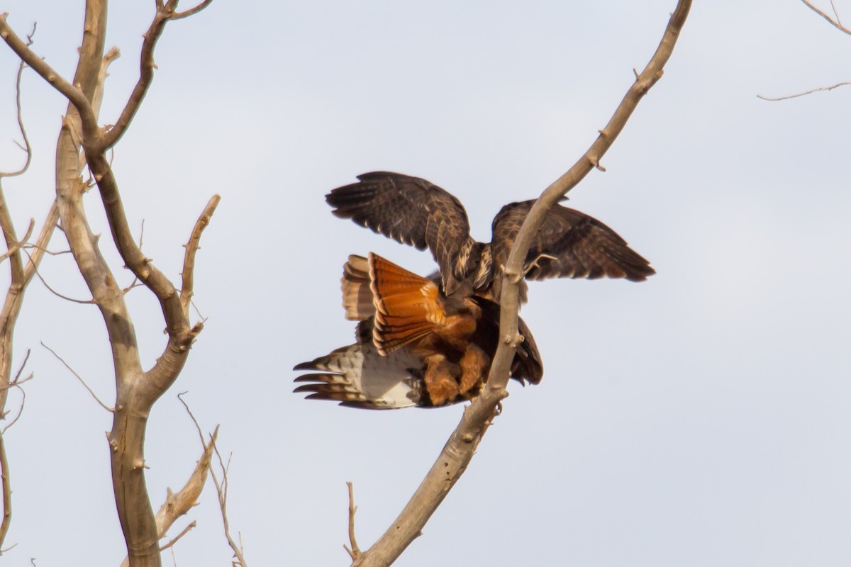 Red-tailed Hawk - ML140245161