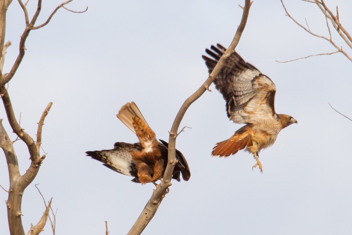 Red-tailed Hawk - ML140245171