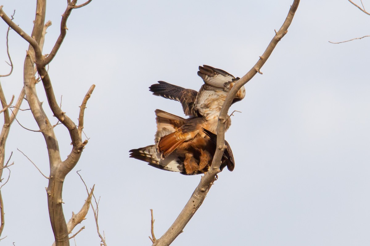 Red-tailed Hawk - ML140245181