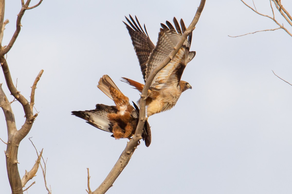 Red-tailed Hawk - ML140245211