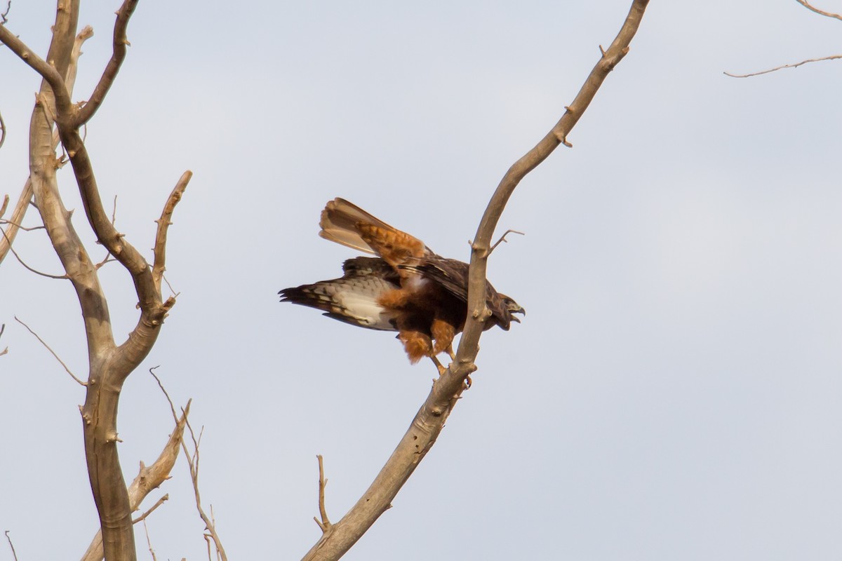 Red-tailed Hawk - ML140245231