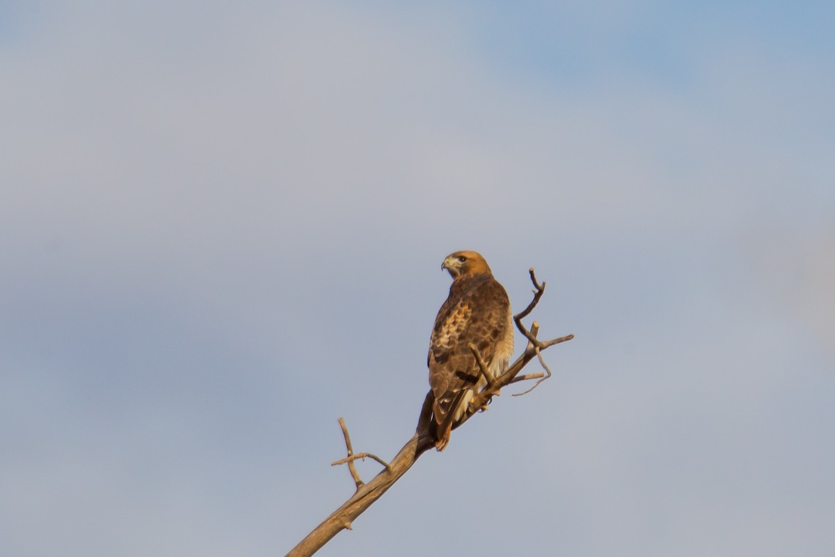 Red-tailed Hawk - ML140245241