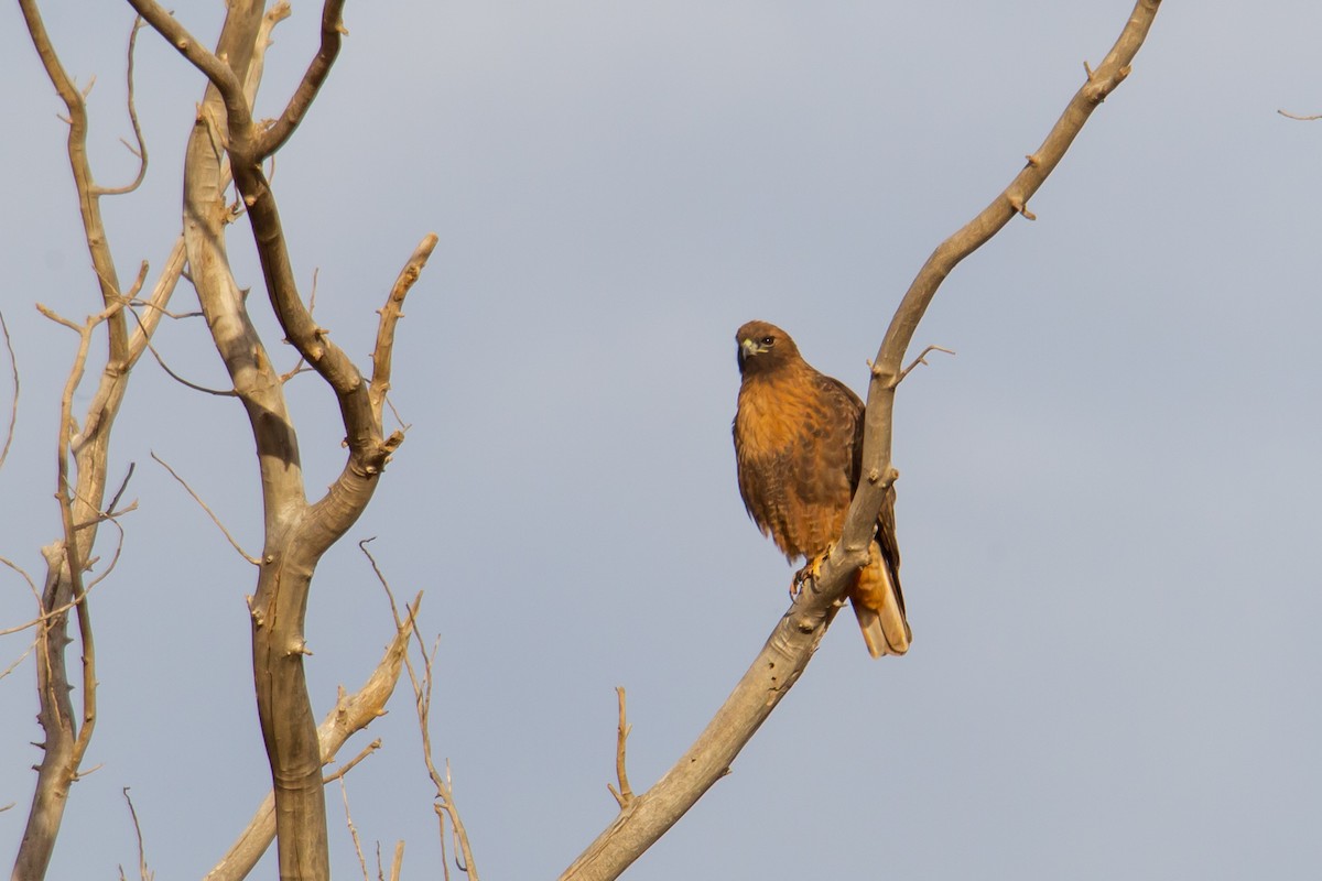 Red-tailed Hawk - ML140245251