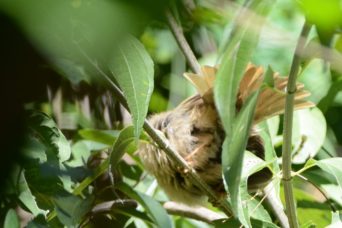 passerine sp. - ML140246571