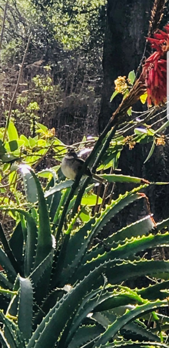 White-throated Sparrow - ML140247561