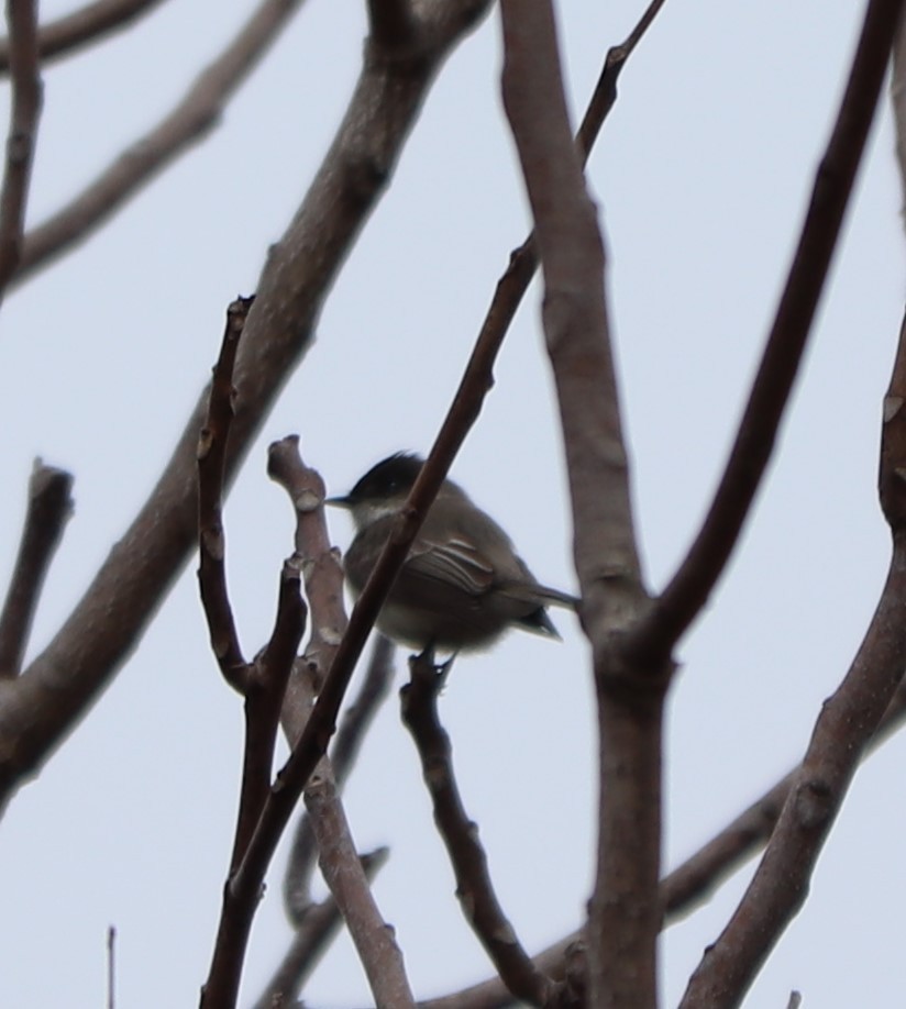 Eastern Phoebe - ML140247681