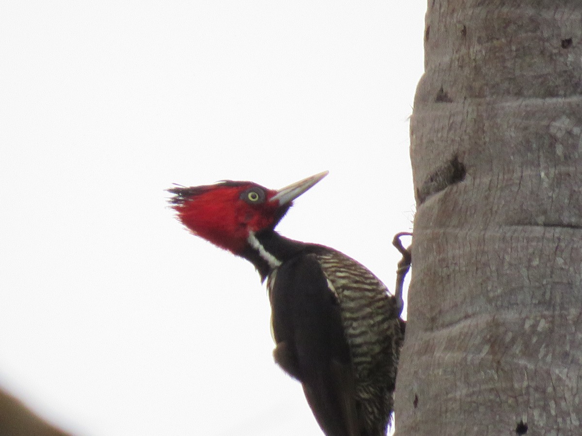Pale-billed Woodpecker - Myron Gerhard