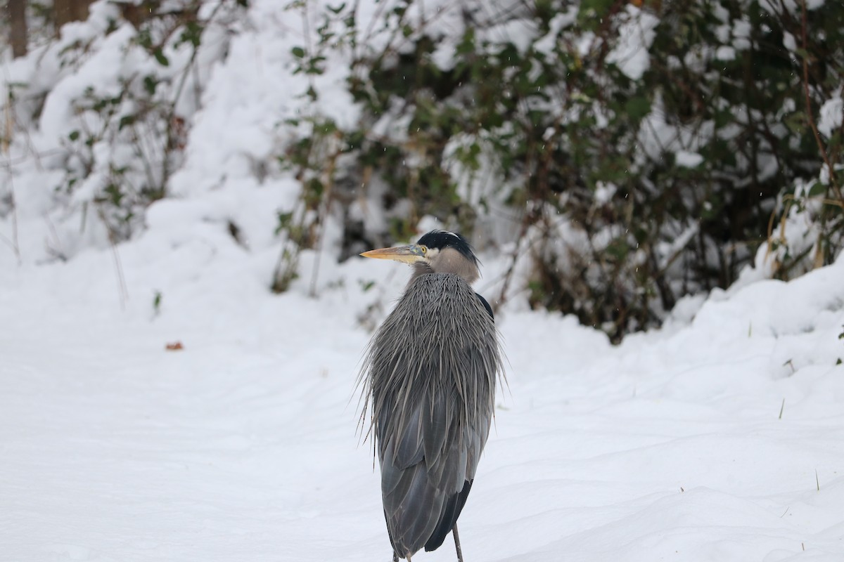 Great Blue Heron - ML140250581