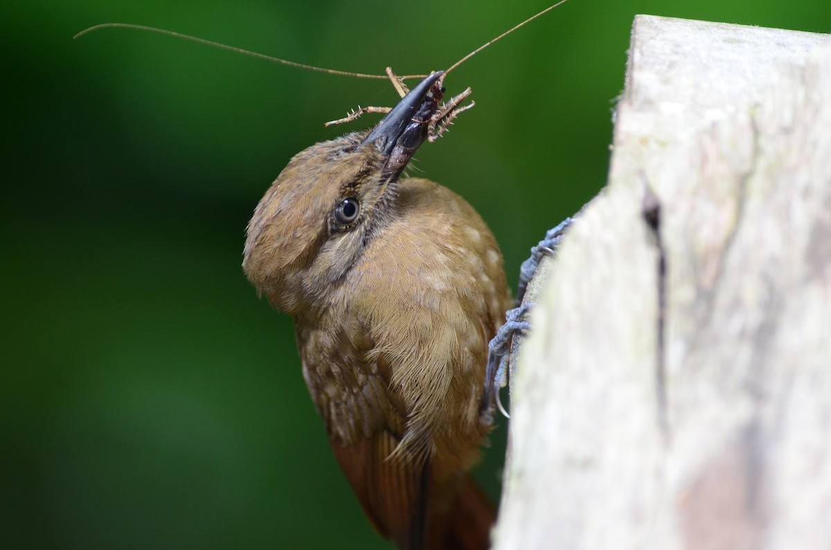 Tyrannine Woodcreeper - ML140250631