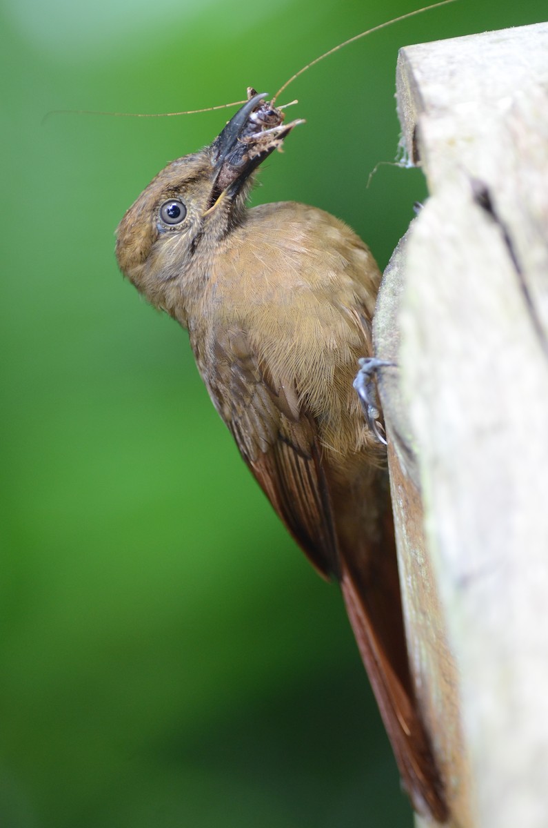 Tyrannine Woodcreeper - ML140250751