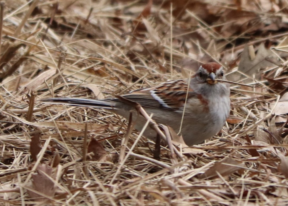 American Tree Sparrow - ML140251221