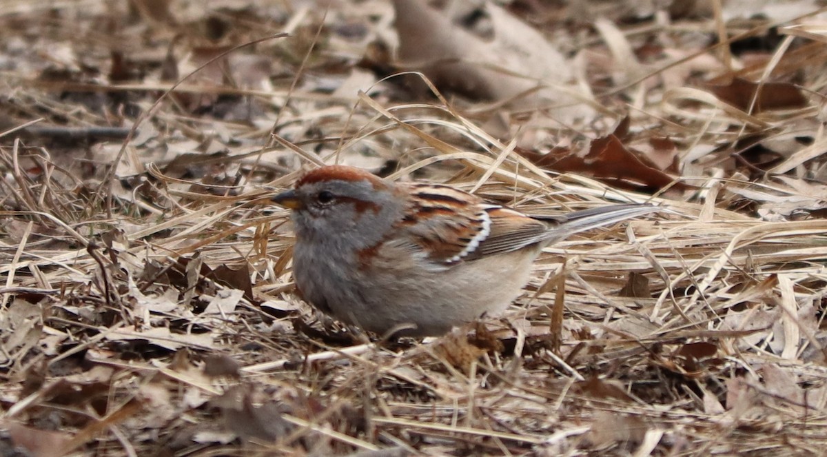 American Tree Sparrow - ML140251231