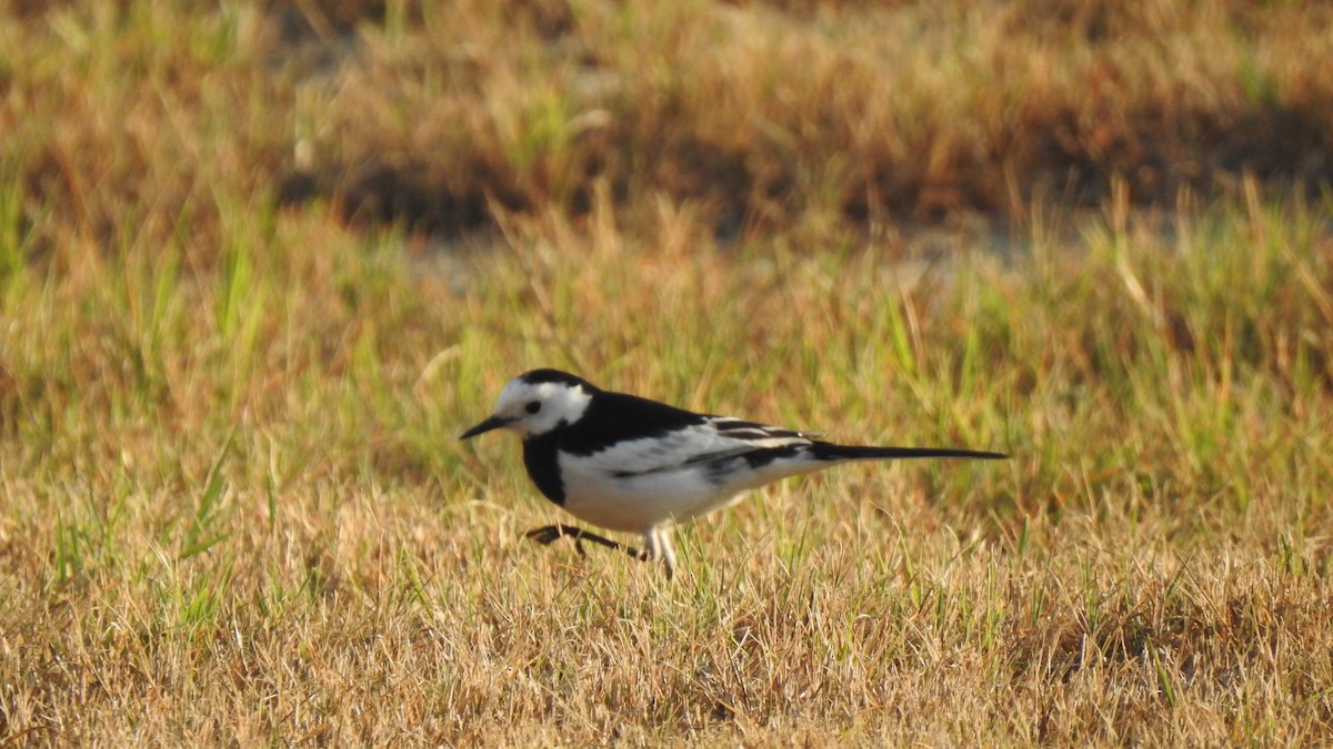 White Wagtail (Chinese) - 士訓 陳_Y