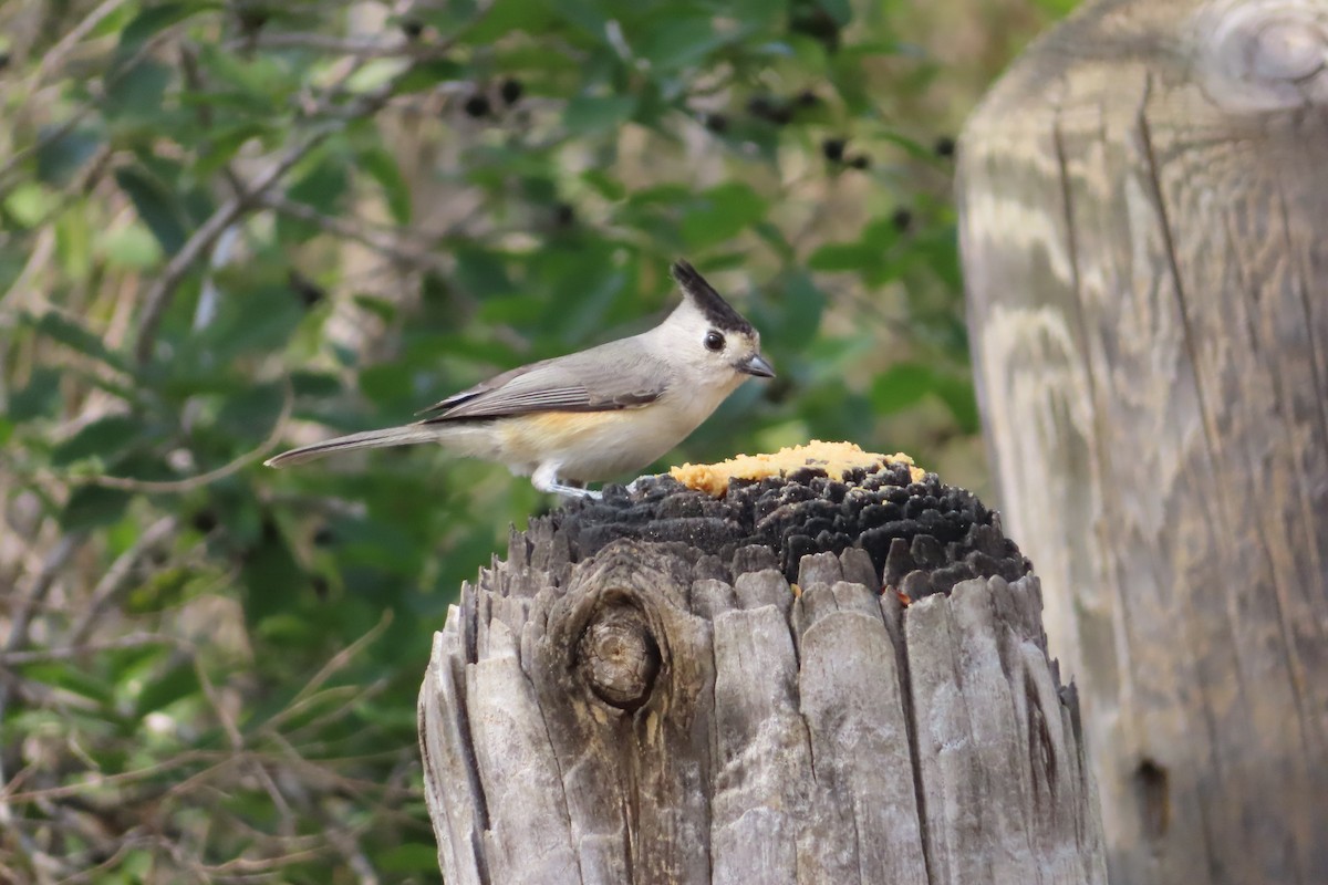 Black-crested Titmouse - ML140252411