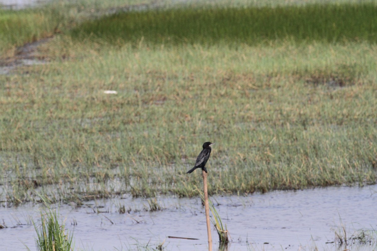 Little Cormorant - ML140252791