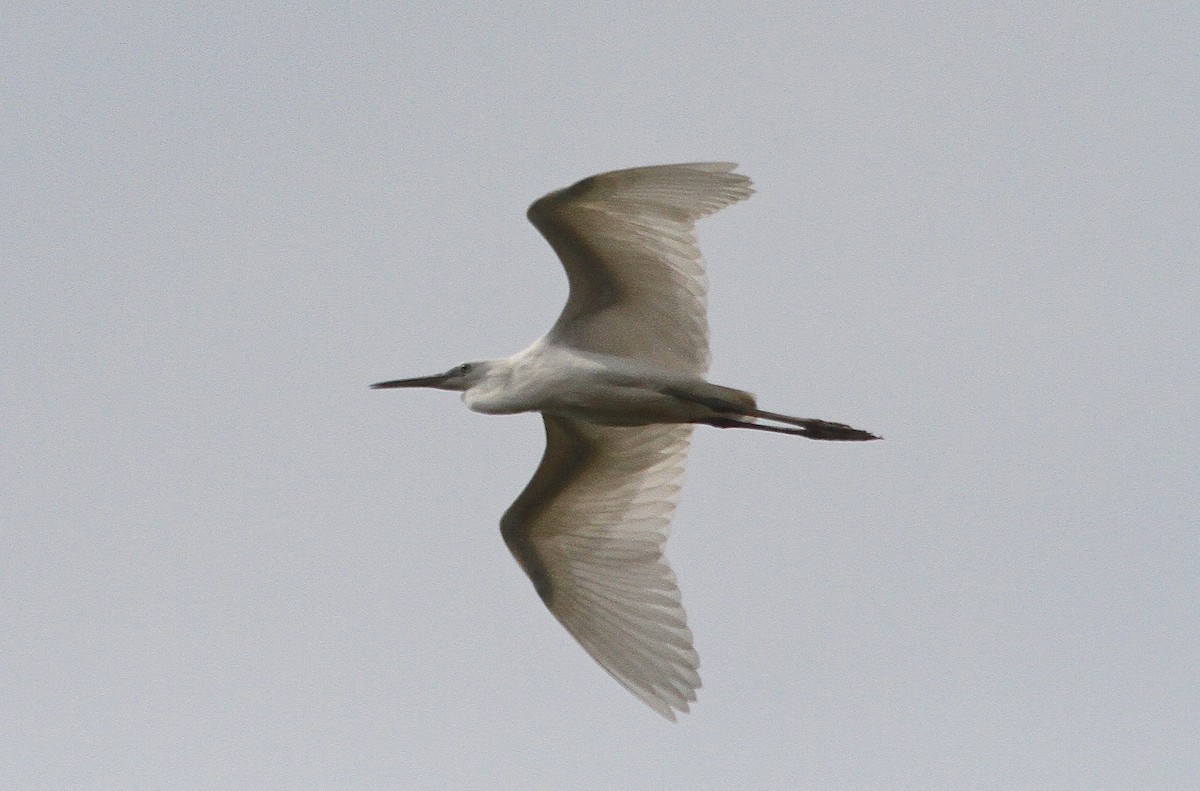 Little Egret - ML140252961