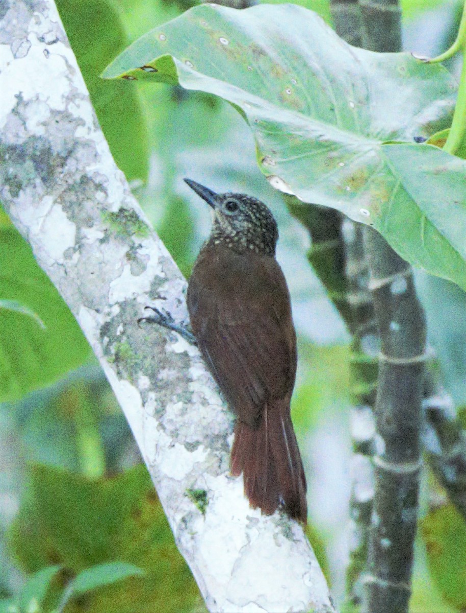 Straight-billed Woodcreeper - ML140253341