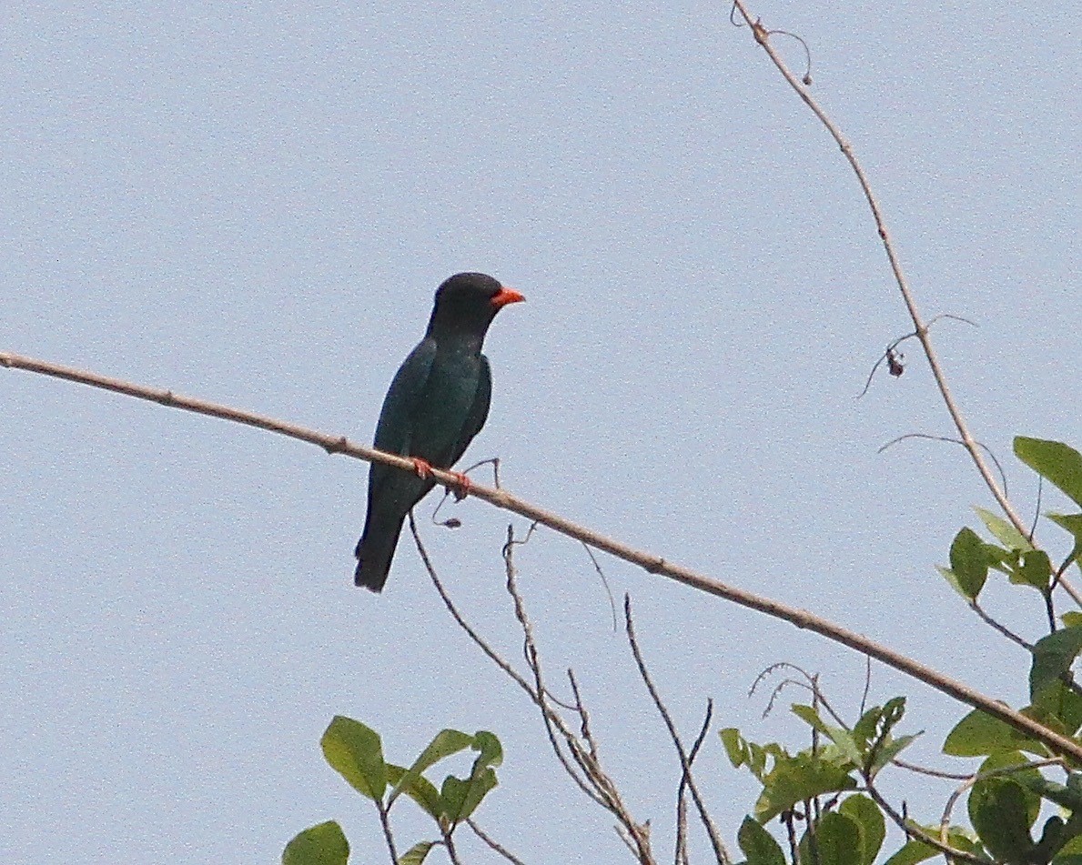 Dollarbird - ML140253631