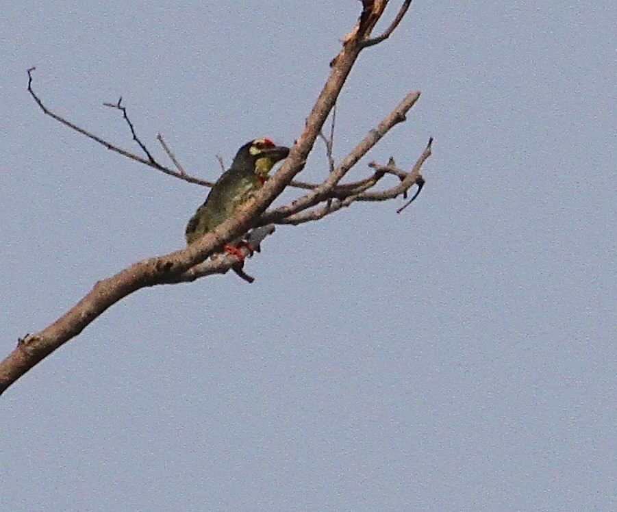 Coppersmith Barbet - ML140253771