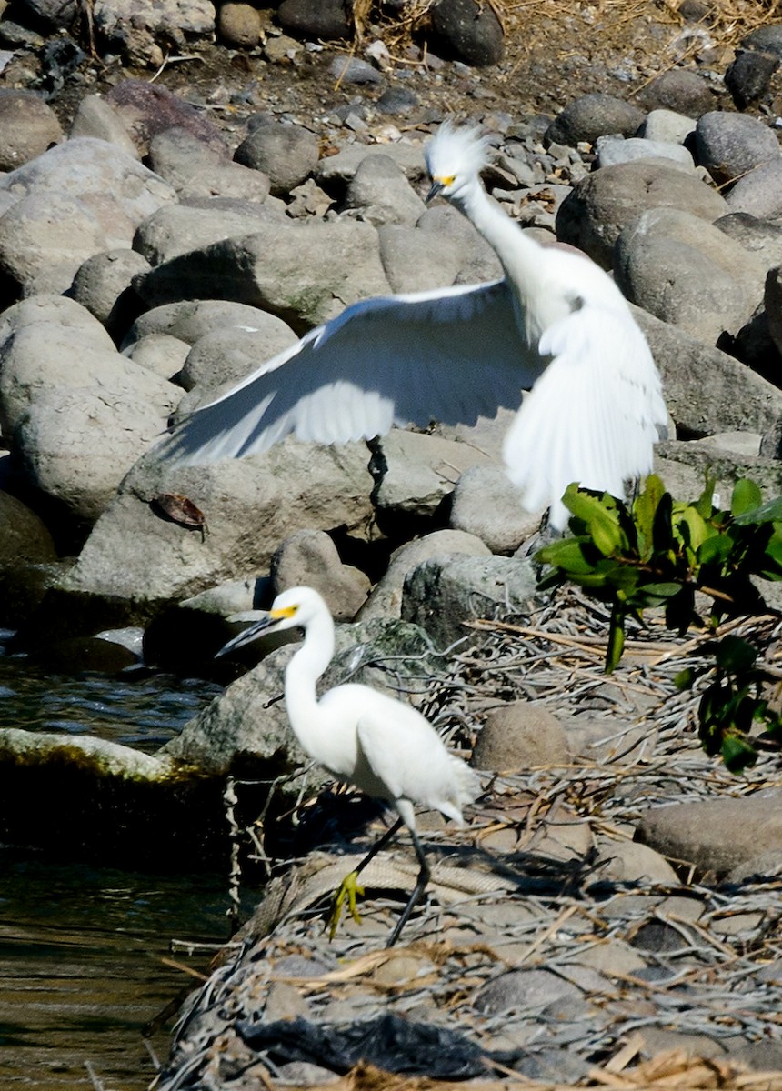 Snowy Egret - ML140254041