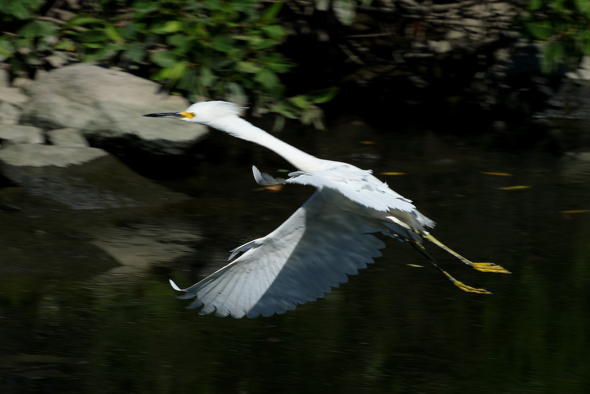 Snowy Egret - ML140254091