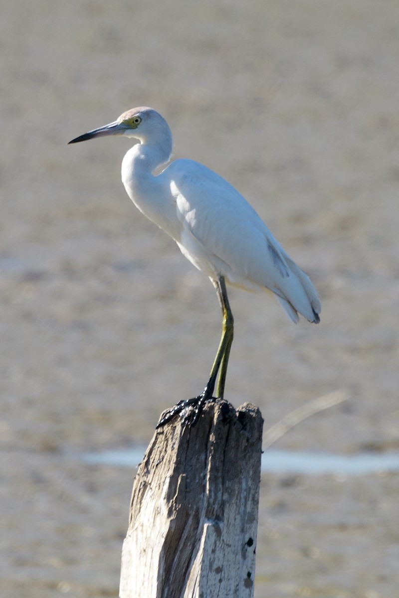 Little Blue Heron - ML140254431