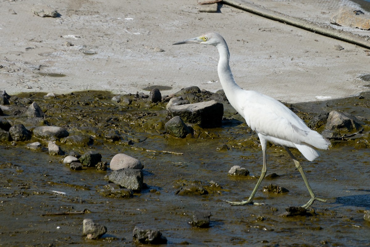 Little Blue Heron - ML140254451