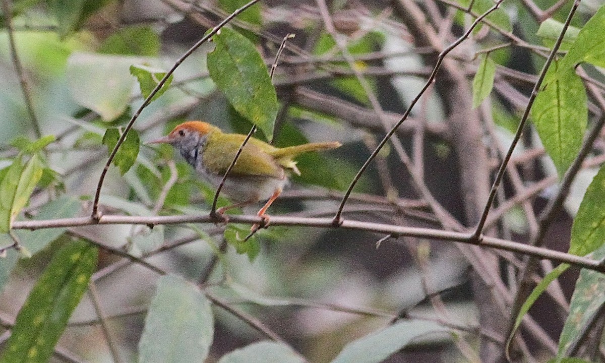 Dark-necked Tailorbird - ML140254871