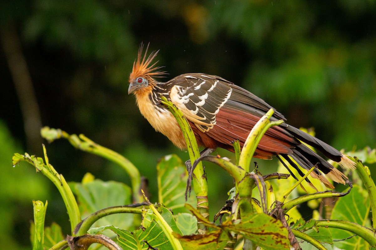Hoatzin - Angus Pritchard