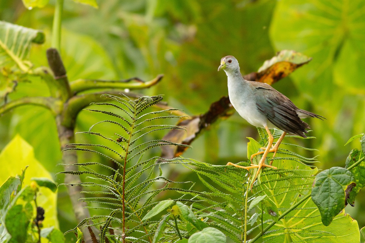 Azure Gallinule - Angus Pritchard