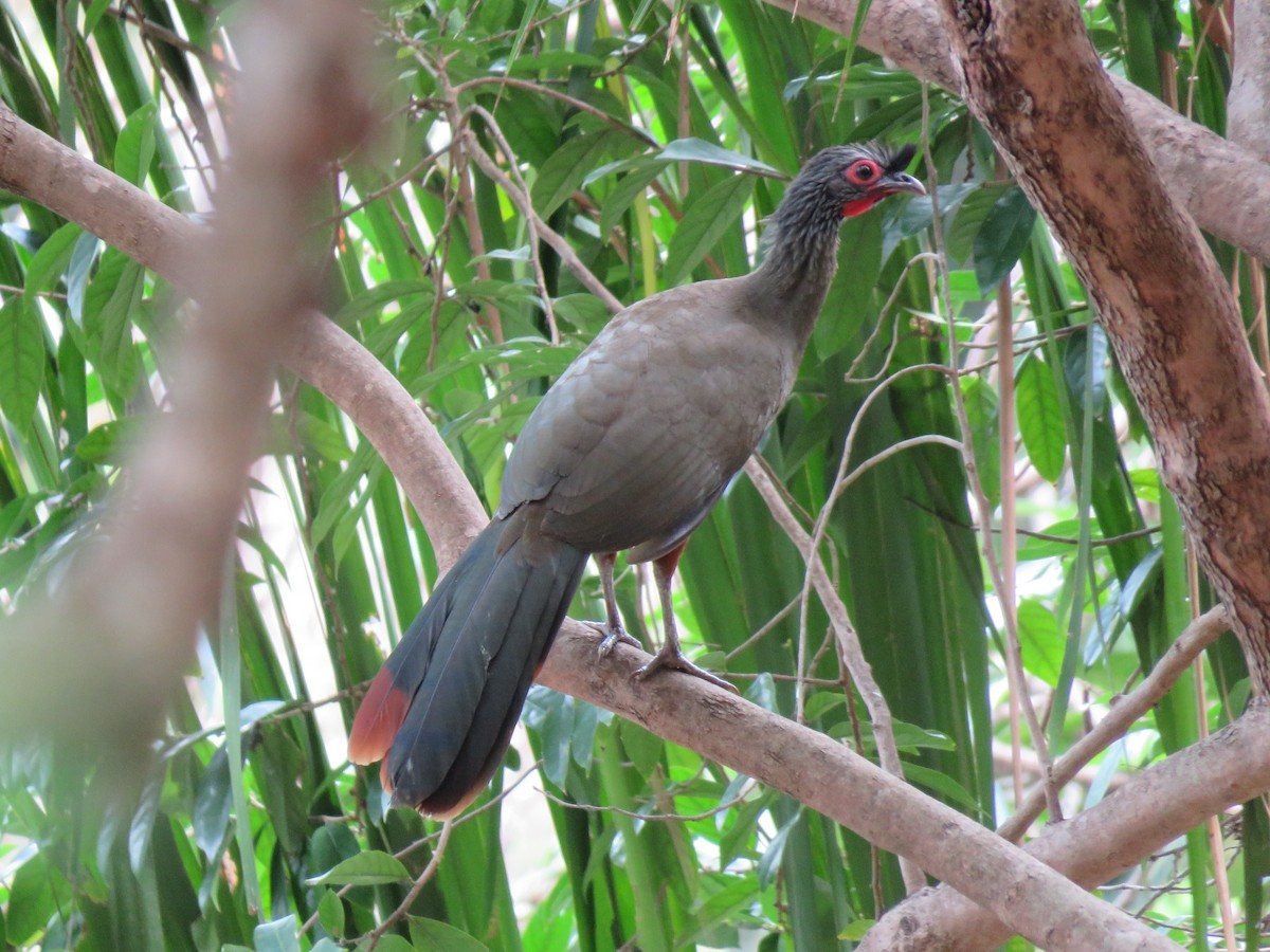 Rufous-bellied Chachalaca - Myron Gerhard