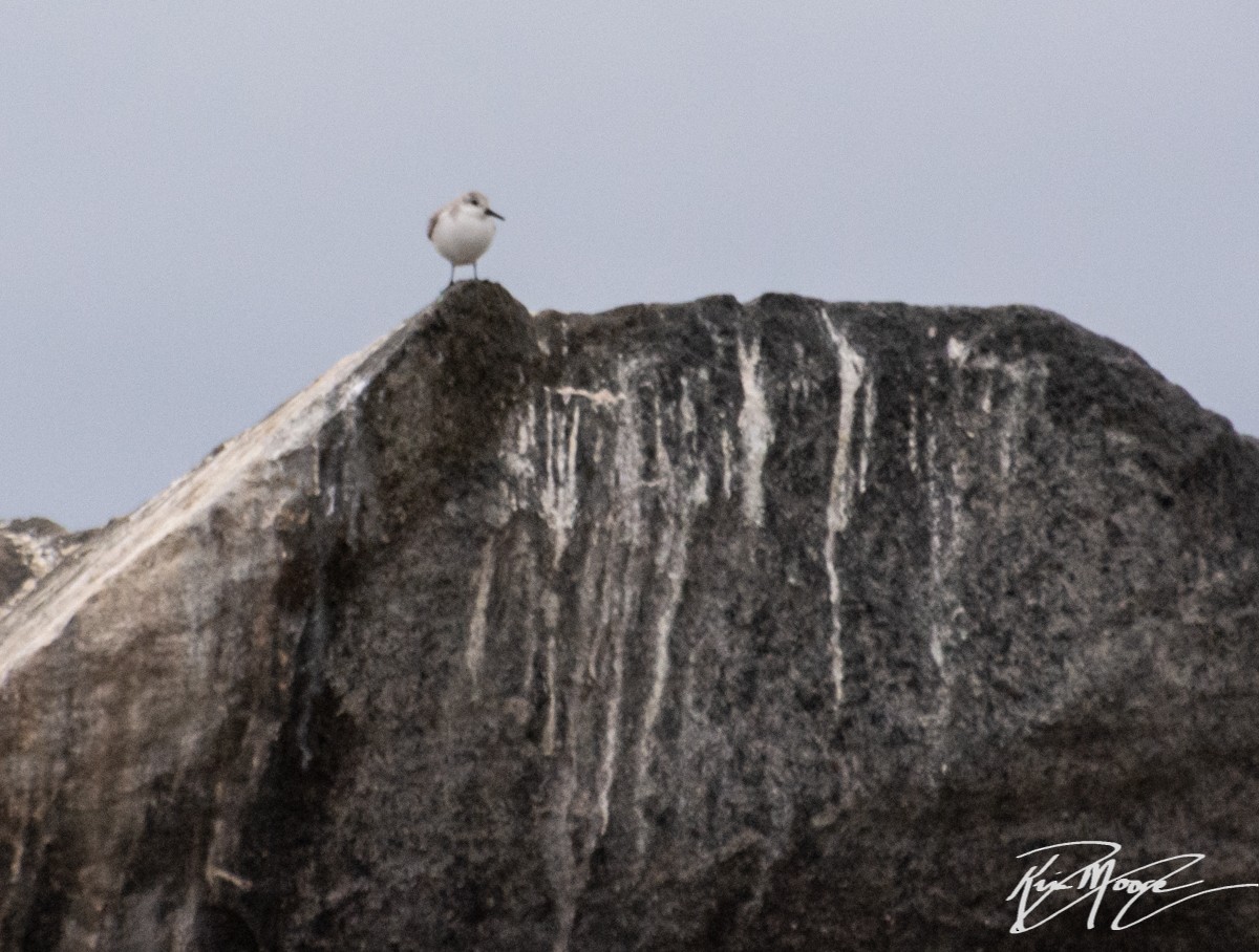 Sanderling - ML140260171