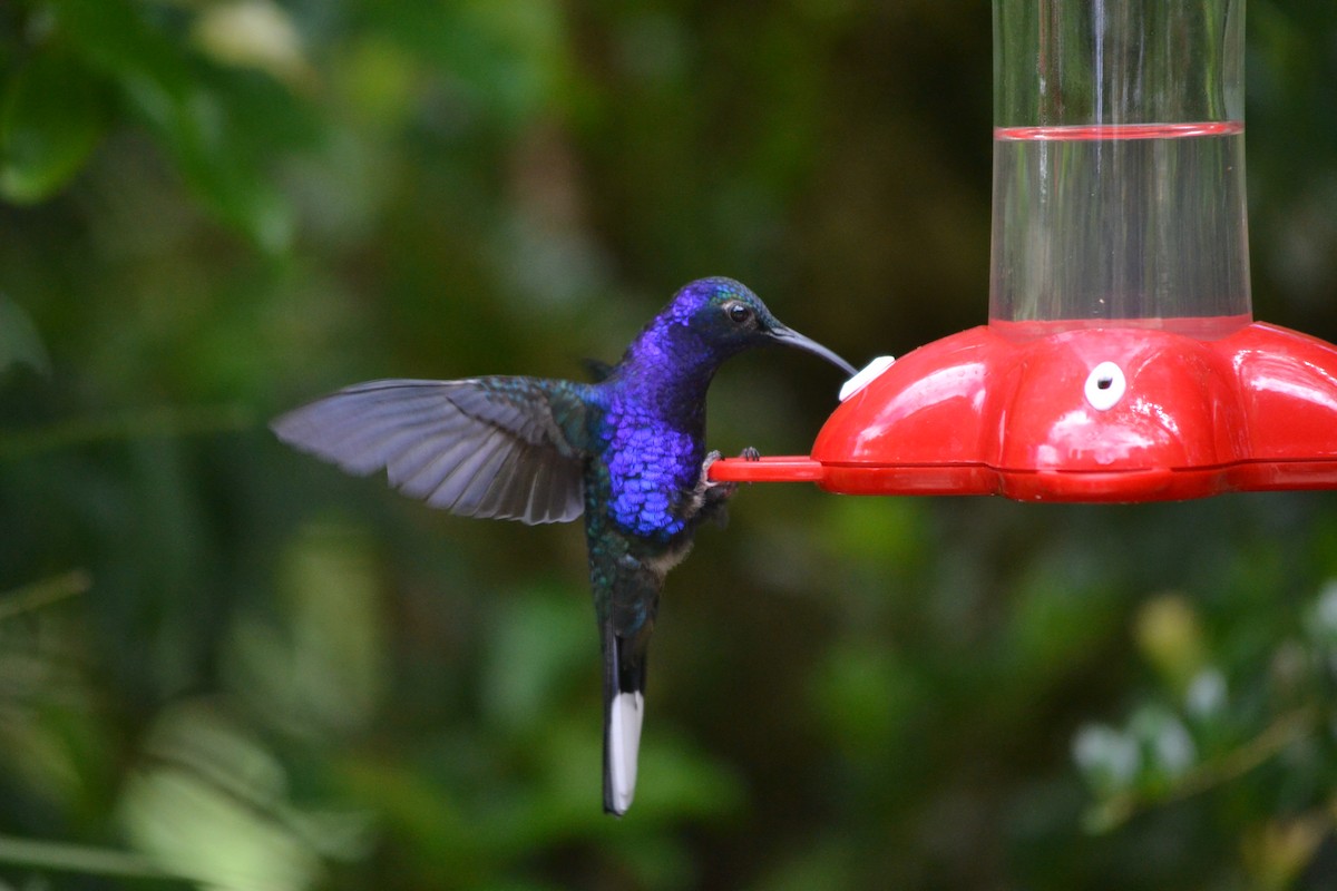 Violet Sabrewing - Guy Tremblay