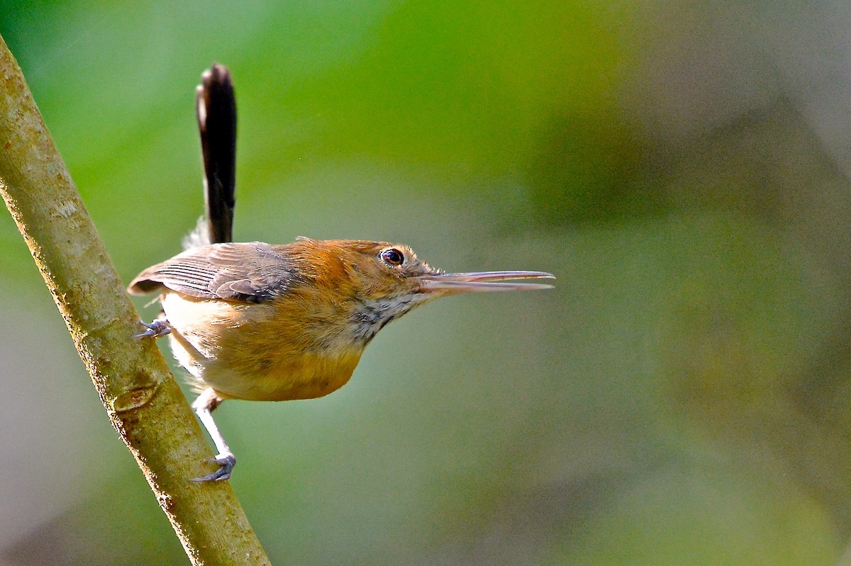 Long-billed Gnatwren (rufiventris Group) - ML140260391