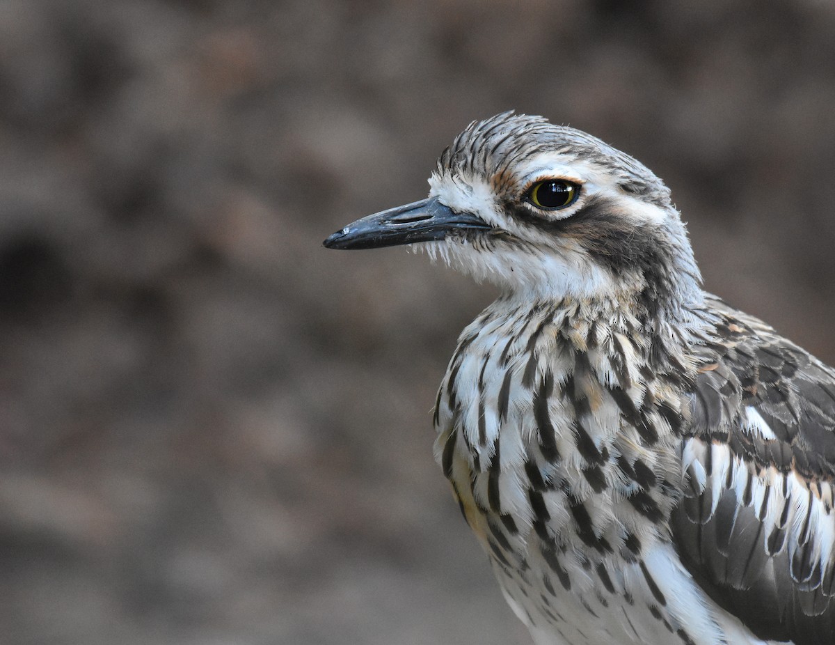 Bush Thick-knee - Jason Vassallo