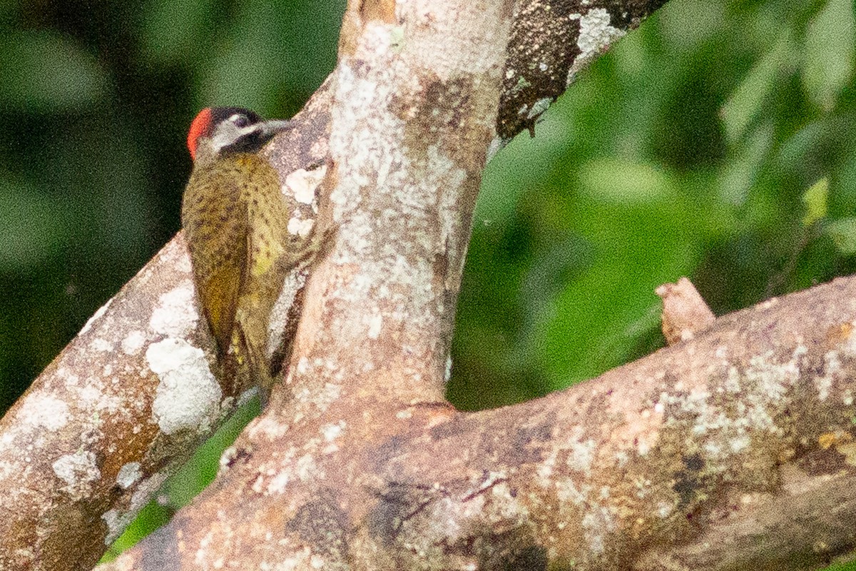 Spot-breasted Woodpecker - Angus Pritchard