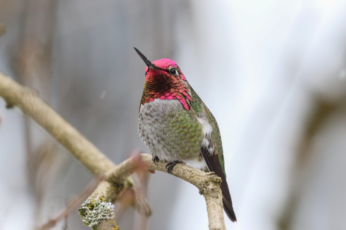 Anna's Hummingbird - ML140261321