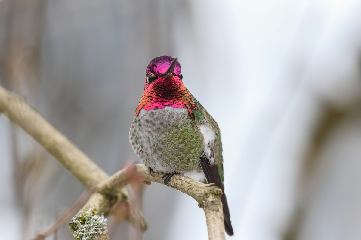 Anna's Hummingbird - ML140261331
