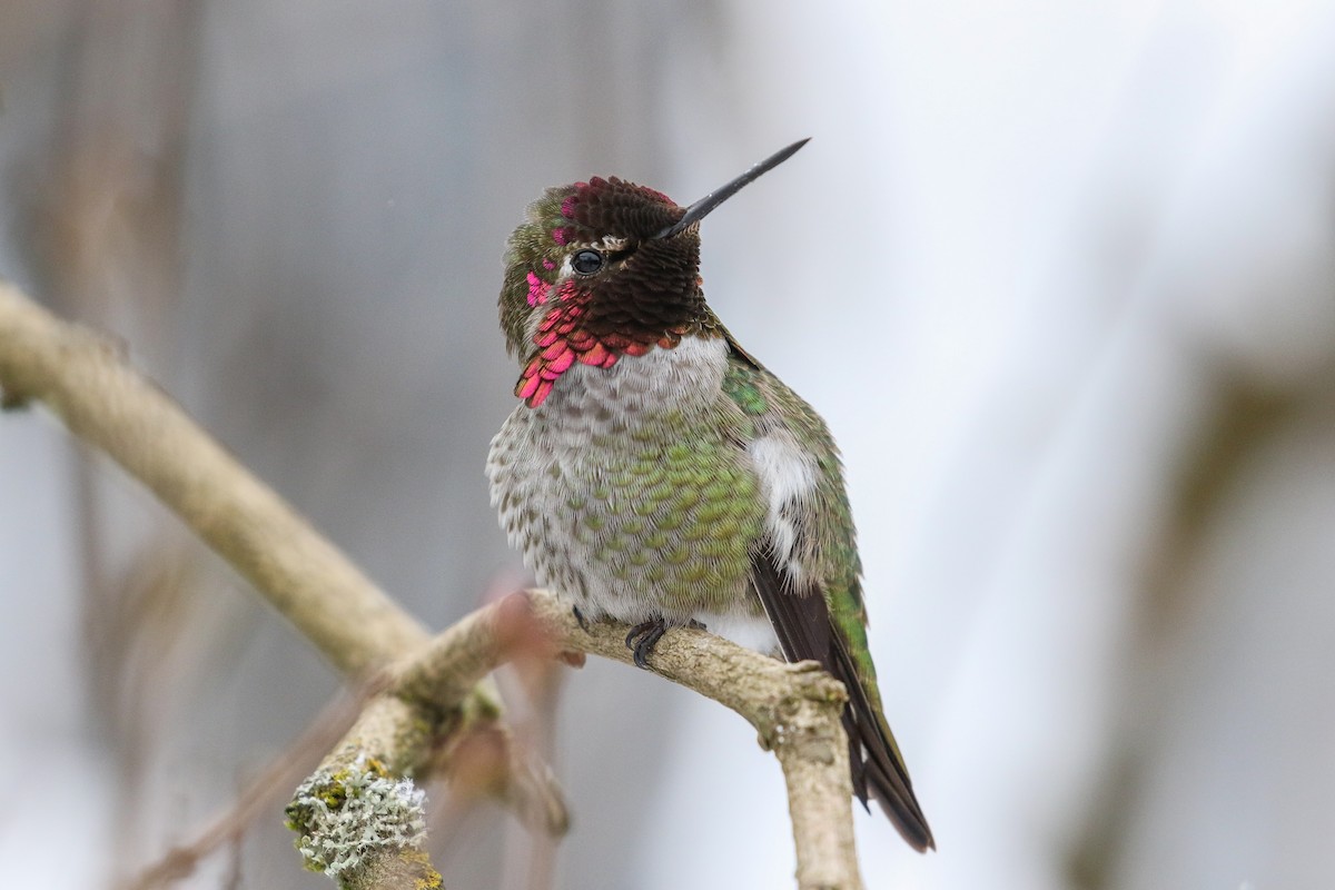 Anna's Hummingbird - ML140261341