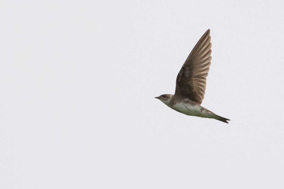 Brown-chested Martin - ML140261431