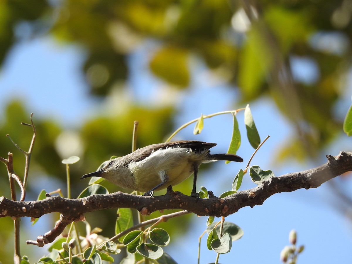 Purple-rumped Sunbird - ML140262181