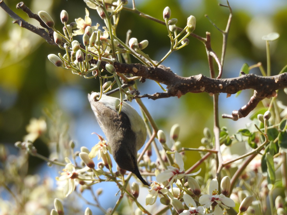 Purple-rumped Sunbird - ML140262191