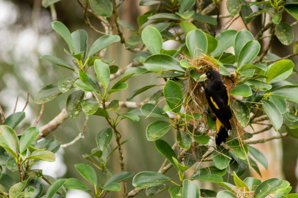 Yellow-rumped Cacique - ML140262411