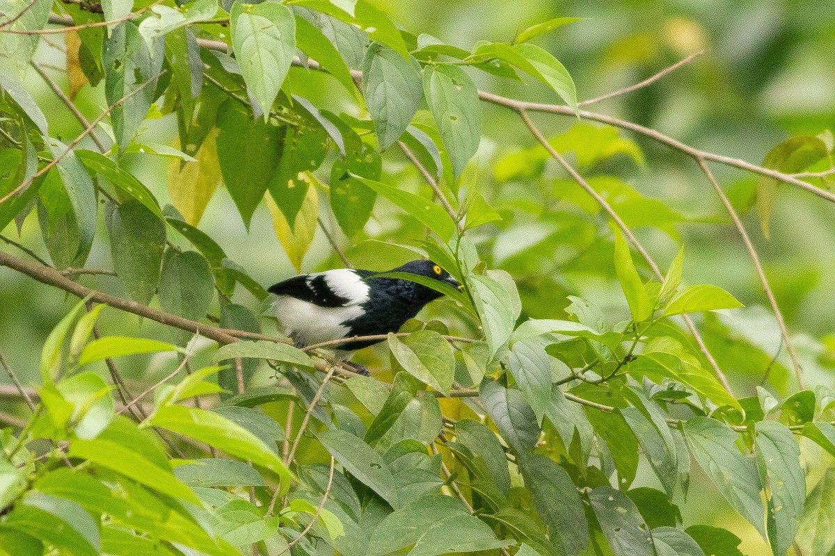 Magpie Tanager - ML140262541